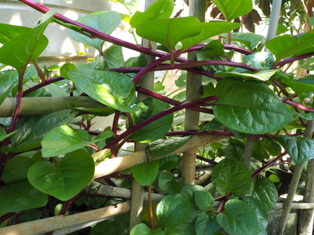 Ivy leaf, many green leaves cover