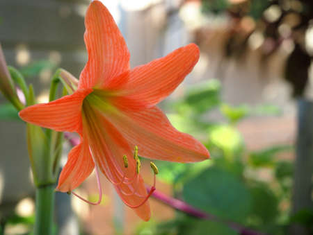 Closeup shot of lilly flowerの写真素材