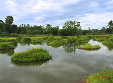Swamp background, Beautiful Swampy Lake and Cloudy Skyの写真素材