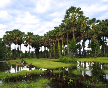 sugar palm treesの写真素材