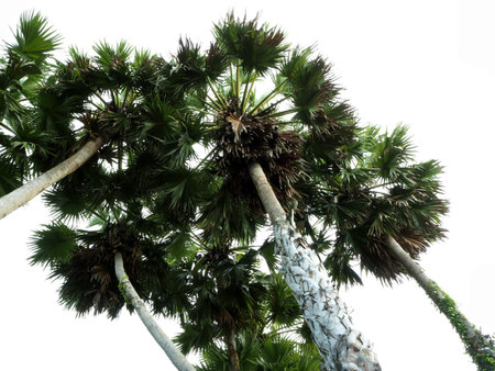 sugar palm trees