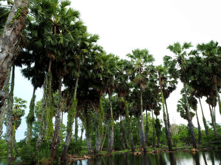 Tropical palm trees in the park, Thailand. Natural background.の写真素材