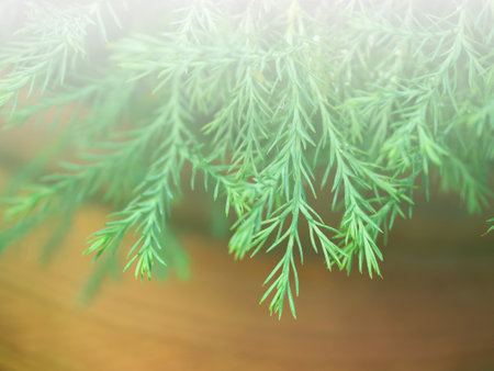 Green fir branches on a wooden background. Close-up. Nature.の写真素材