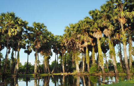 Palm trees and reflection in a lake, Thailand.の写真素材