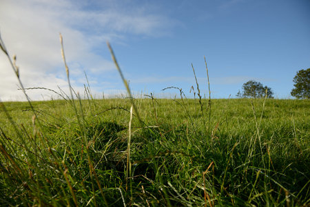 Field in summer with trees and blue sky in the background の写真素材