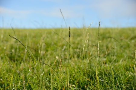 Close up of long grass の写真素材
