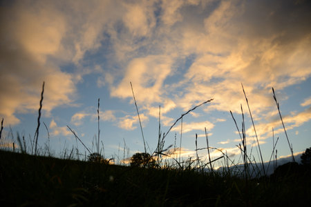 Silhouette of of long grass against a moody sky in the evening の写真素材