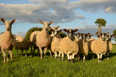Small group of sheep staring very curiously at the camera の写真素材