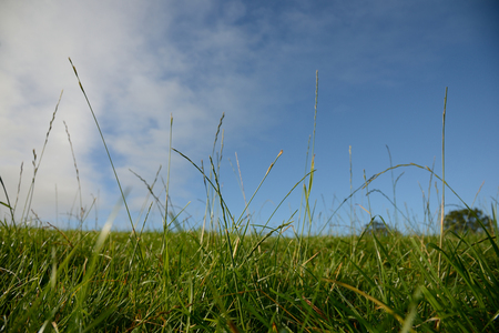 Field in summer with blue sky の写真素材