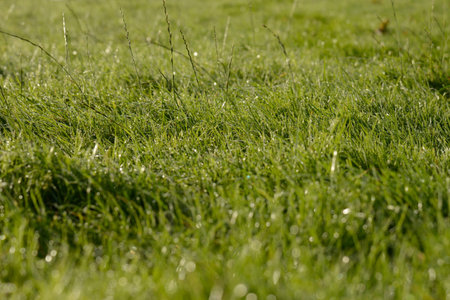 Lush grass with dew drops early in the morning の写真素材