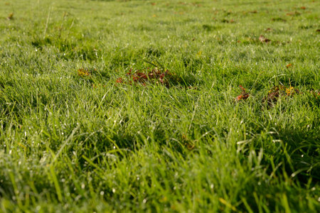 Lush grass with dew drops early in the morning の写真素材