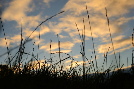 Silhouette of of long grass against a moody sky in the evening の写真素材