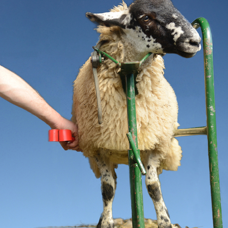 Sheep having a wool trim   Isolated on blue sky background の写真素材