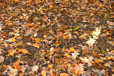 Oak leaves and acorns covering the groundの写真素材