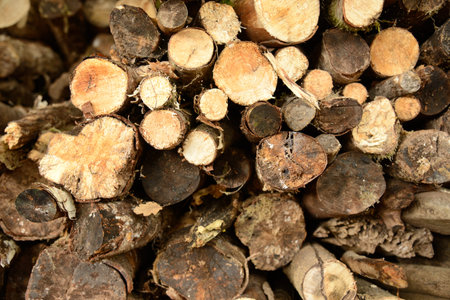 Pile of logs viewed close-up from the endの写真素材