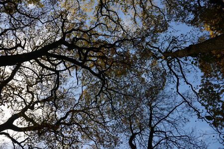 Tree canopy silhouetteの写真素材