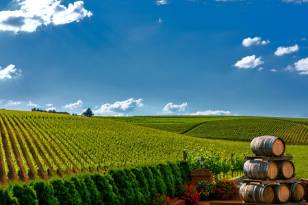 Vineyard hills and wine barrels