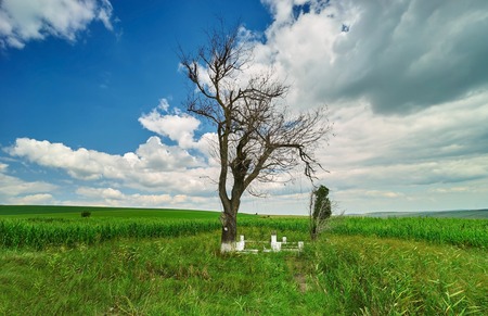 Lonely trees in corn field landscape and beautoful blue skyの写真素材