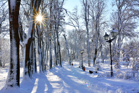 Winter park alley with snow and sunlight.の写真素材