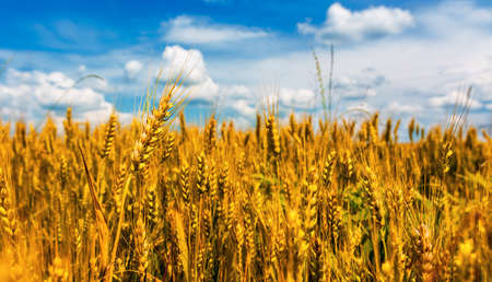 Yellow wheat ears field and blue sky.の写真素材