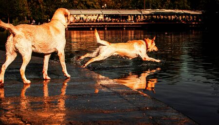 Dog jumping into the water.の写真素材
