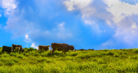 Cows eating grass on high ground.の写真素材