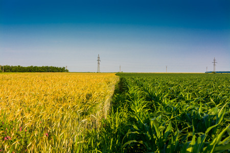 Half corn and half wheat field.の写真素材
