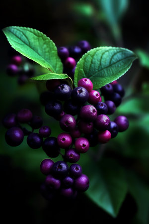Bunch of ripe black chokeberry with green leaves on dark backgroundの素材
