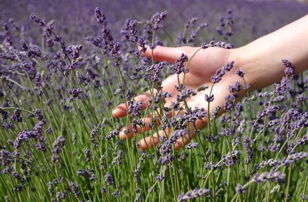 female hand brushing lavender flowers in the fieldの写真素材