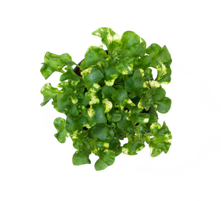 little green organic tree in potの写真素材