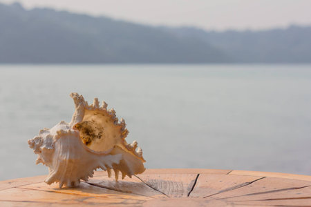 shell on table sea background