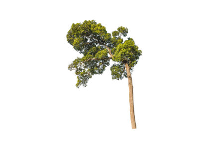 tree on white backgroundの写真素材