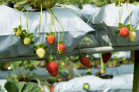 strawberry in gardenの写真素材