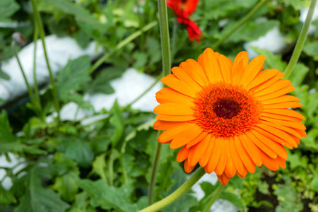 orange daisy flowerの写真素材