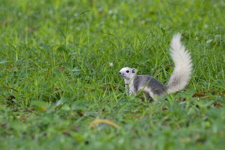 White squirrelsの写真素材