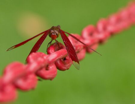 Dragonflyの写真素材