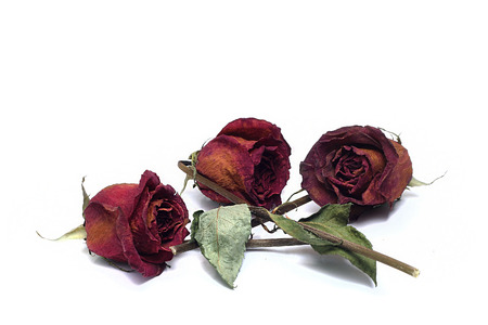 three dried roses on a white backgroundの写真素材