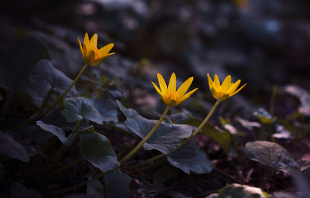 spring meadow flowers in dark forestの写真素材