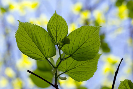 green leaves on the background of the spring skyの写真素材