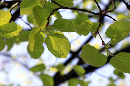 green leaves on the background of the spring sky