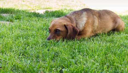 young brown dachshund on the lawnの写真素材