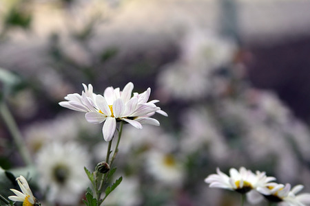 decorative white chamomile and bokehの写真素材