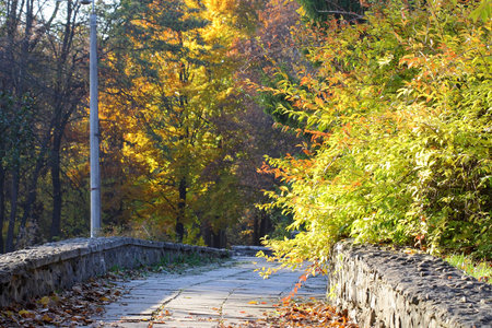 stone footpath middle of autumn parkの写真素材