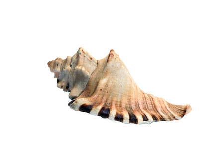 Sea Shell large isolated on a white backgroundの写真素材