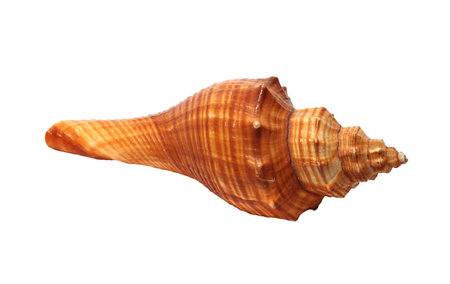 small oblong Shell on a white background