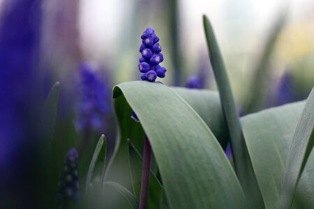 muskari blue flower on the background bokehの写真素材