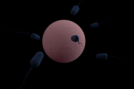 art illustration sperm and egg made in 3Dの写真素材