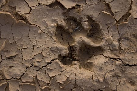 Image of a wolf foot print in desert landの写真素材