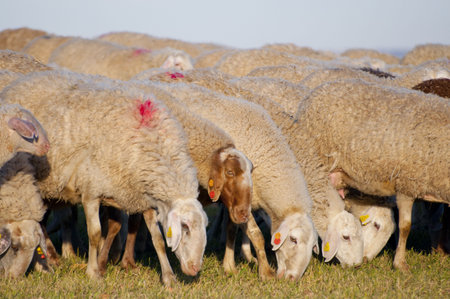 Image of a sheeps in green landscapeの写真素材