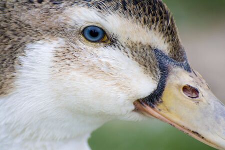 Image of a duck in river. Wild life from spainの写真素材